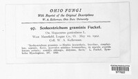 Graminopassalora graminis image